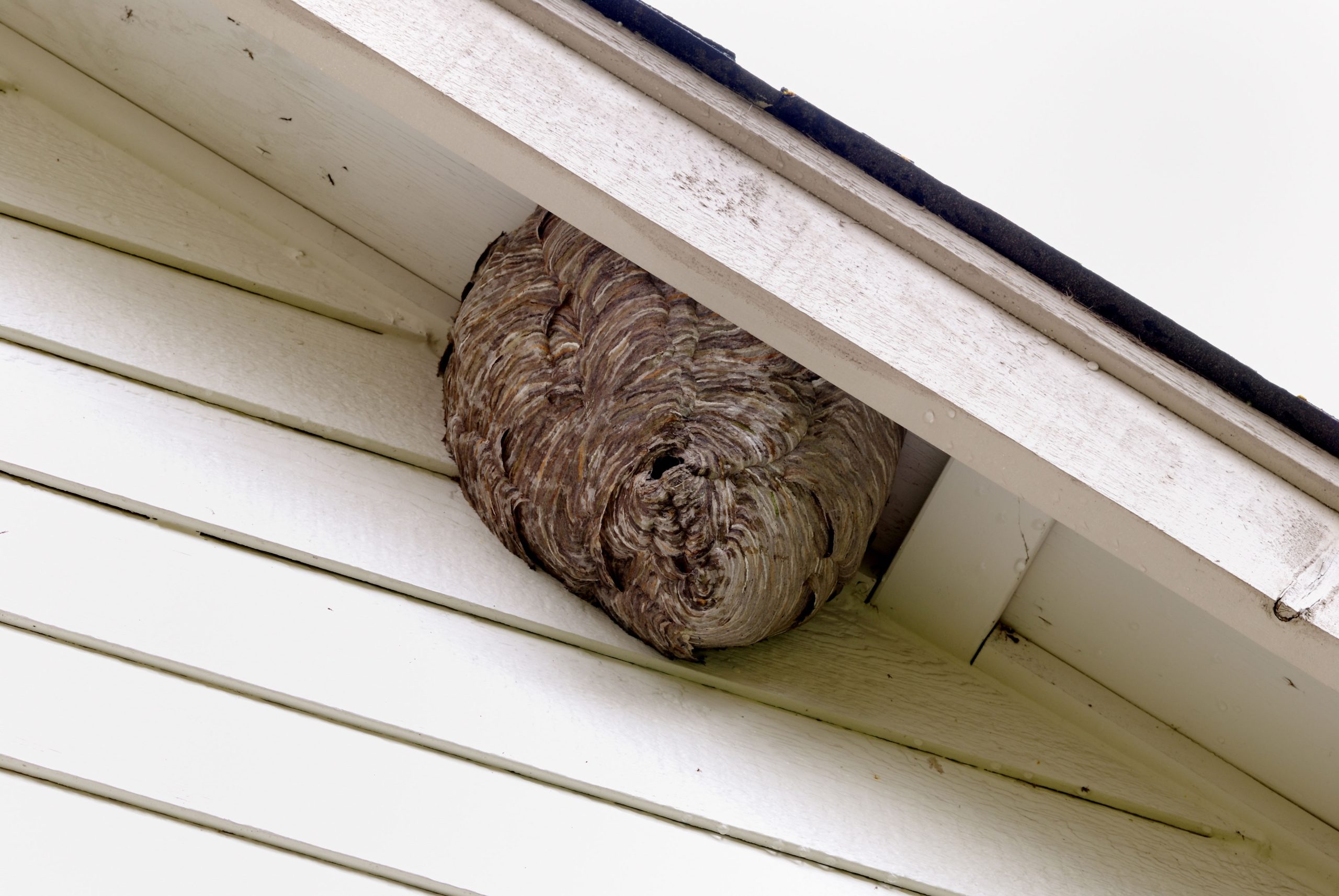 Fort Walton Beach Pest Control Bees Hornets